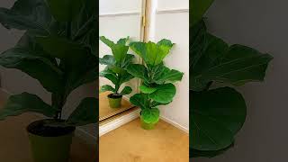 Ficus Lyrata plants ficusplant music indoorplants ficus [upl. by Atinod325]