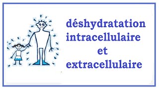 déshydratation intracellulaire et extracellulaire [upl. by Eenar]