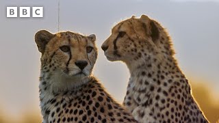 Are we loving cheetahs to death  Mammals  BBC [upl. by Deming377]