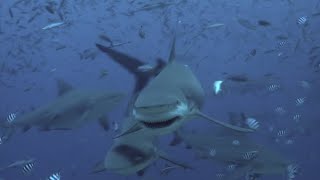 Bull Shark Attacks 2 Florida 2024 [upl. by Uchida]