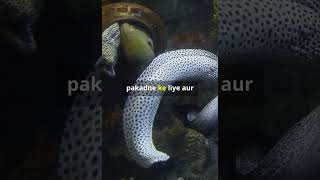 Interesting Moray Eelfacts wildlife shortsmorayeel [upl. by Aliak]