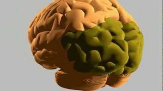 How the human brain works [upl. by Nehttam]