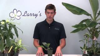 How to Grow Bulbophyllum Orchids  Complete Growing Guide [upl. by Sev130]