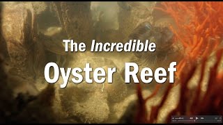 The Incredible Oyster Reef [upl. by Acissey]