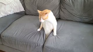 Funny Cat Videos of 2024 😍 Try not to laugh [upl. by Steinberg]