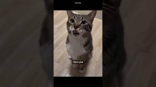 Can CATS Really Talk Like Humans [upl. by Maurreen33]