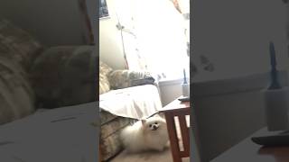 Pomeranian Dog Drives Owner Crazy with Adorable Barking [upl. by Haerdna471]