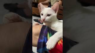 S75 shorts White Cat shortvideo cutenessoverload cats catvideos kitty kittylove [upl. by Ynohtna]