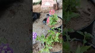 Verbena Flower  Verbena Plant Care  How To Grow Verbena Flowersshortsviralshortytshort [upl. by Ecirtak]