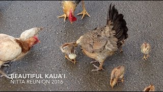 Beautiful Kauai  Nitta Reunion 2016 [upl. by Charters]