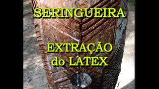 Seringueira  Extração do Latex [upl. by Keifer]