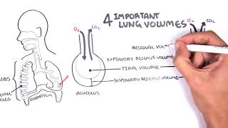 Lung Function  Lung Volumes and Capacities [upl. by Yaker873]