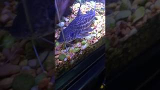 My full grown Pictus Catfish [upl. by Suivatco]