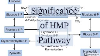 Significance Of HMP Pathway [upl. by Sonnie]