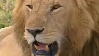 Hunting Trophy Lions in Africa  Lion Out of Africa  BBC Studios [upl. by Olleina385]