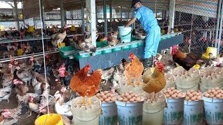 Full Video  Harvesting eggs of Chicken Farms  Farm And Country Life [upl. by Aihsaei]