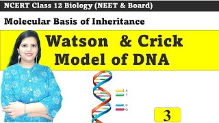 Properties of DNA Double Helix  Molecular Basis of Inheritance [upl. by Olracnaig]