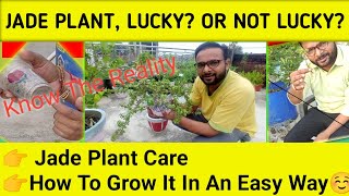 Jade Plant Care In DetailIs It Lucky Plant or Not [upl. by Eilama]