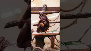 Orangutan eating mango [upl. by Hope]