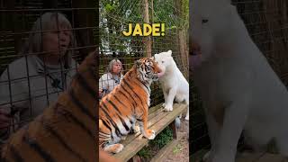 Jealousy between tigers  Part 2 zoo lion normandie animals bigcat whitetiger [upl. by Ettennil330]