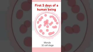 5 first amazing days of a human Zygote to Blastocyst pregnant shortsvideo August 30 2024 [upl. by Celine]