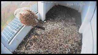 Konstancin Jeziorna Orange PL Kestrels Female on doorstep on landing  departure2024 11 20 08 19 [upl. by Torrie]