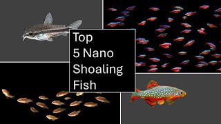 Nano Shoaling Aquarium Fish  Top 5 [upl. by Crockett]