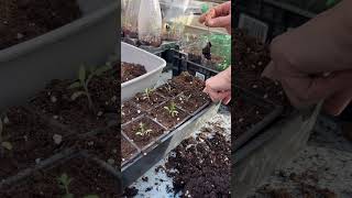 Rempoter repiquer les semis de tomates 🍅 garden potager jardinage gardening jardin tomate [upl. by Atniuqal]