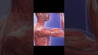 Skeletal muscles contraction3danimation humanbody anime shorts [upl. by Clive]