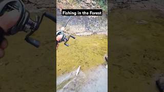 Fishing in the forest fishinglife fishtank fisherman fishvideo river aquarium catfish fish [upl. by Scuram706]