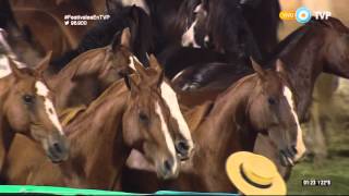 Ingreso de Tropillas Entabladas en el Festival de Jesús María 2016 [upl. by Gerius78]