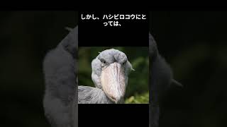 じっと待つ鳥、ハシビロコウに学ぶ忍耐力の極意 ハシビロコウ ハイギョ [upl. by Nidroj680]