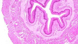 Histology of Esophagus mbbs histology [upl. by Cirederf803]