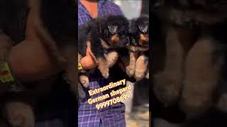 EXTRAORDINARY GERMAN SHEPARD PUPPY IN DELHI INDIA germanshepherd puppy shorts pets viralvideo [upl. by Ecnal404]