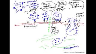 Pathology Lecture Acute inflammation part 2  cellular events Migration of Leukocytes [upl. by Tilford]