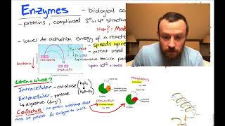 Enzymes Mindmap OCR A Level Biology 24 [upl. by Land]