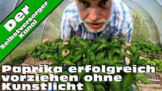 Paprika erfolgreich vorziehen ohne Kunstlicht [upl. by Enelrahc]