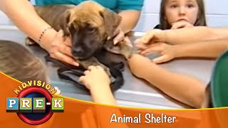 Animal Shelter  Virtual Field Trip  KidVision PreK [upl. by Ryder]