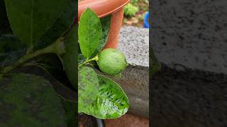 Seedless lemon in pot small plant  razishomegarden fruitgarden gardening [upl. by Merrile812]