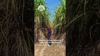 Sugarcane variety co 0118 sowing date 25 Oct intercropping wheat riarsugarcanefarm sugarcane [upl. by Shaff]