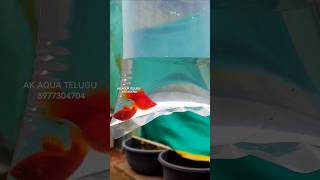 BALLOON PLATY ADULTS ❤️ SHIPPING VIZAG  AK AQUA akaquatelugu balloonplatyfish platyfish [upl. by Lrigybab]