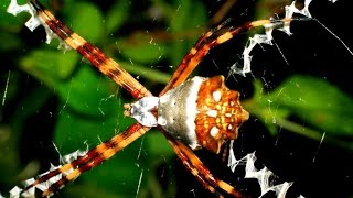 Araña Plateada o Tigre Argiope argentata Silver Argiope [upl. by Seafowl]