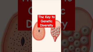 Understanding Meiosis The Key to Genetic Diversity 🌱 [upl. by Cornie]