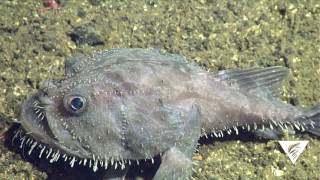 Pacific goosefish [upl. by Eeldarb53]