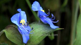 Commelina flowers in the Himalayan monsoon [upl. by Starlene478]