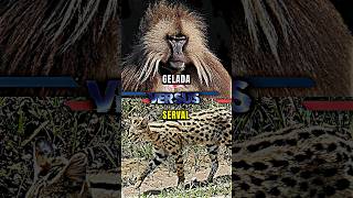 Gelada VS Serval youtubeshorts whoisstrongest trending shorts [upl. by Oneg]