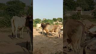 Tharparkar beautiful Bull 🐂💞🙏 trending shorts [upl. by Nodnnarb991]