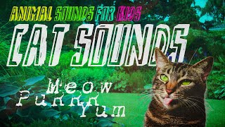 Cat Sounds Quiz  meow purr hiss… [upl. by Vernen]