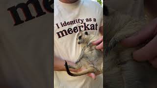 Minki the Meerkat is so CUTE 🥰 meerkat cuteanimals cute animallover farmlife [upl. by Nylra141]