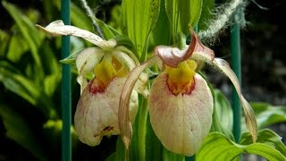 Cypripedium Aki Pastel in the Garden [upl. by Eirbua]